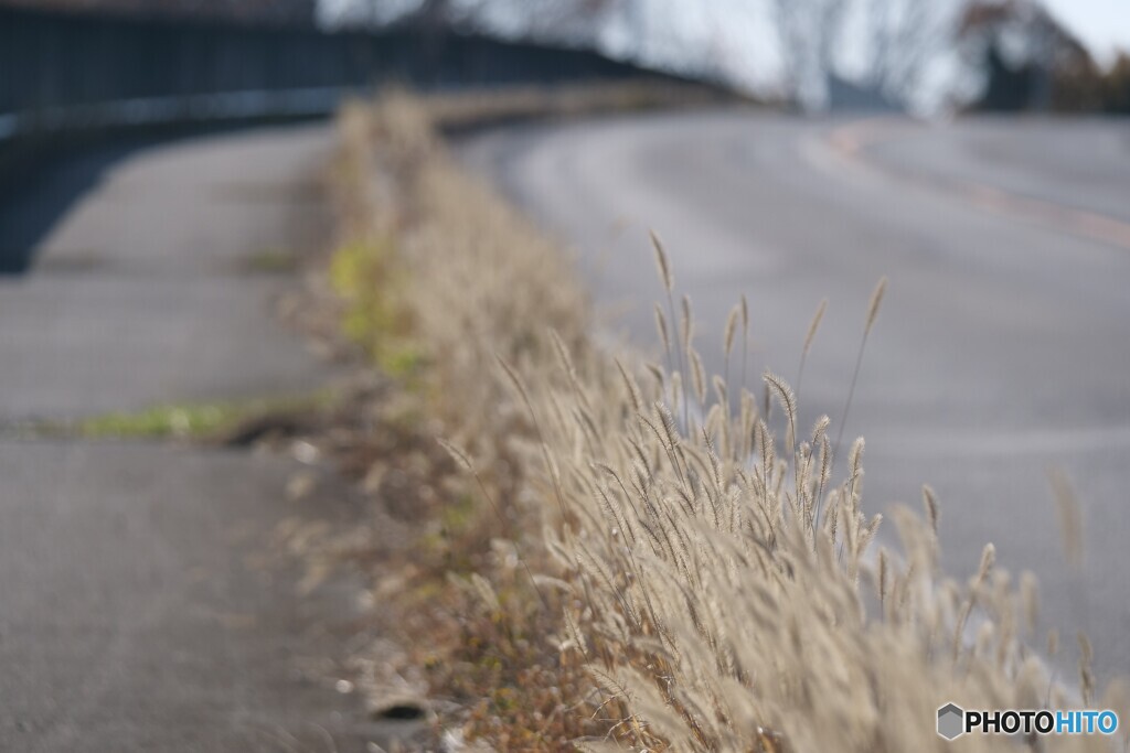 歩道のエノコログサ
