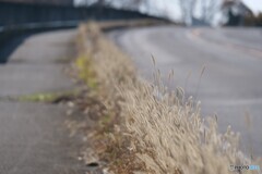 歩道のエノコログサ