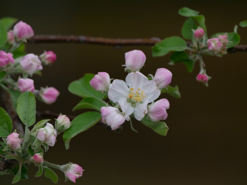 りんごの花