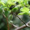 若葉の頃に