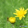 黄色い花