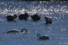 くつろぎのひととき