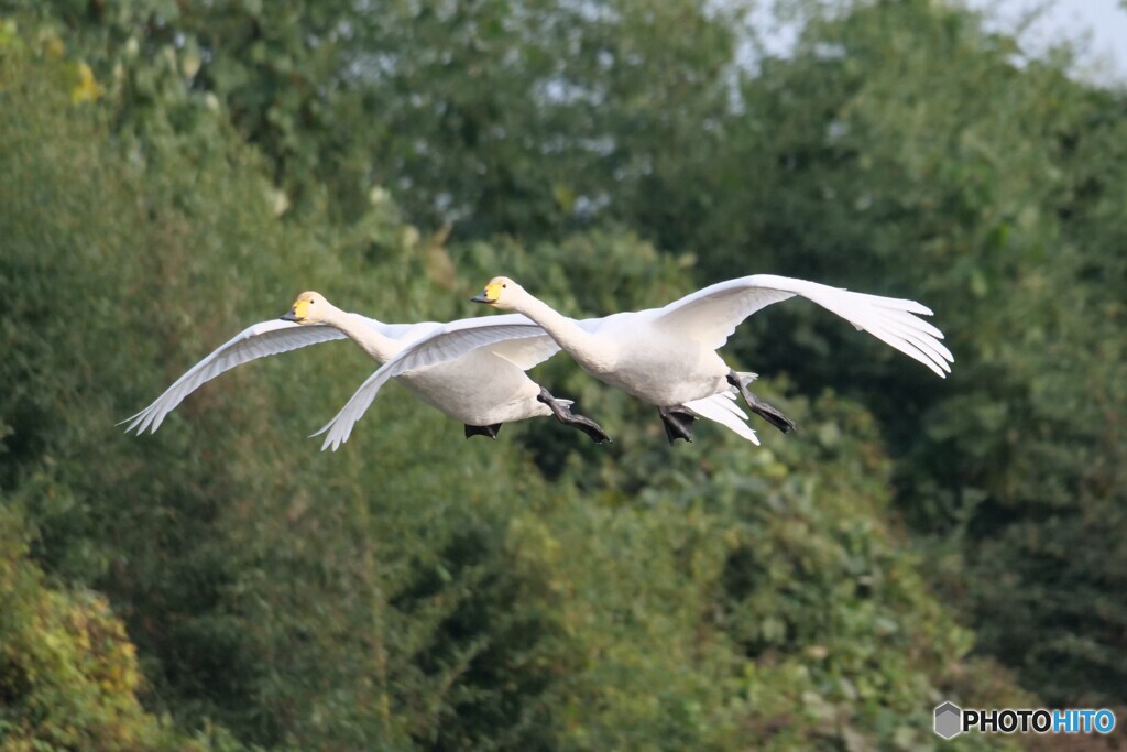 仲良しフライト