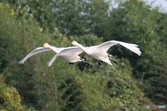 仲良しフライト