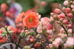 こんにちは！木瓜です