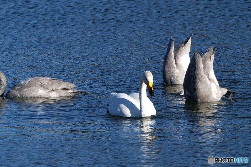 私、逆立ち苦手なの