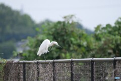 思考・思案・思索・思慮・喉が痛い風邪ひいたかな？