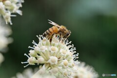 蜜蜂の横顔