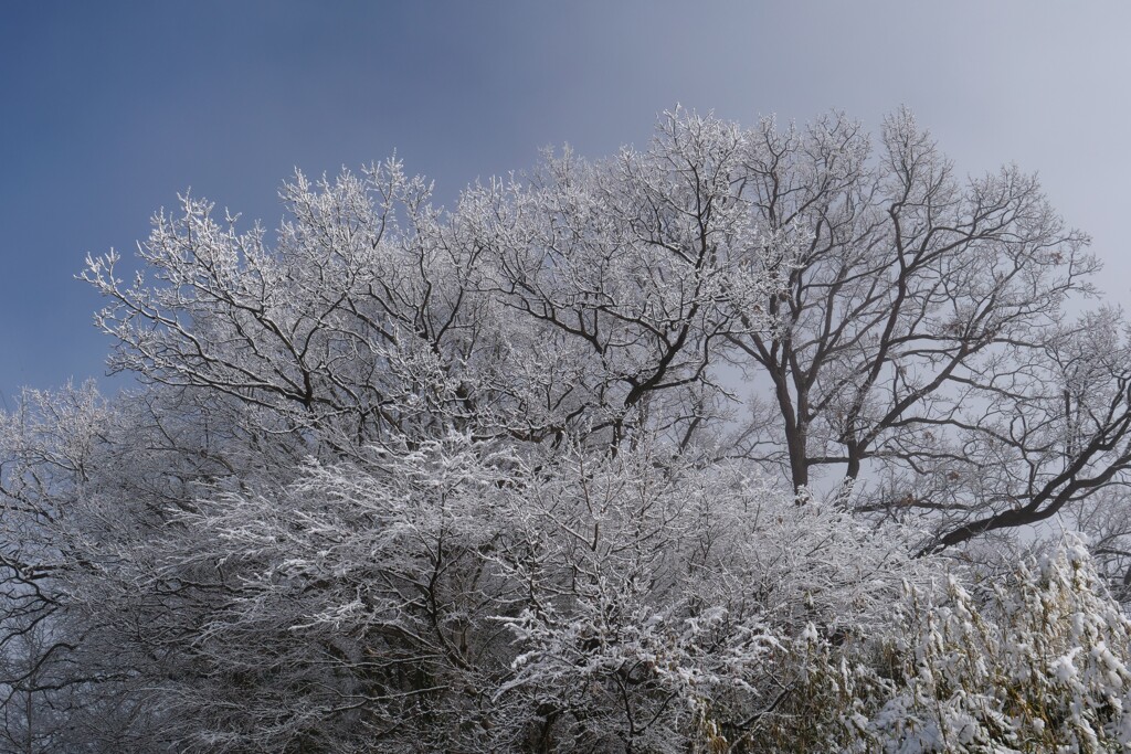 枯れ木の雪化粧