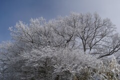 枯れ木の雪化粧