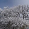 枯れ木の雪化粧