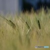 麦の穂