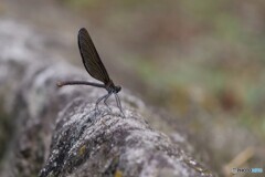 黒衣の未亡人
