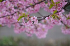宇都宮城址公園にて