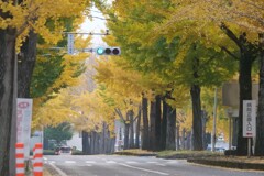 銀杏並木の信号機