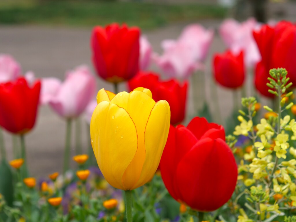 どの花見てもきれいだな～