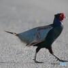 田舎のアビイ・ロード