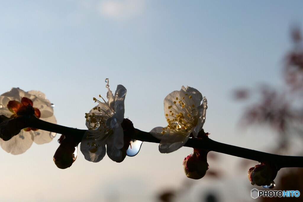 梅に雫