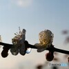 梅に雫