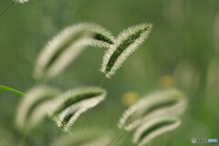 狗尾草