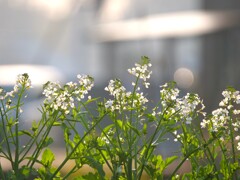 白い菜の花
