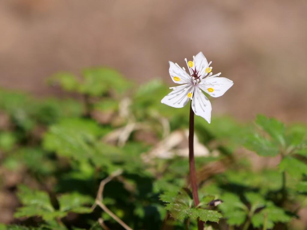 梅花黄蓮
