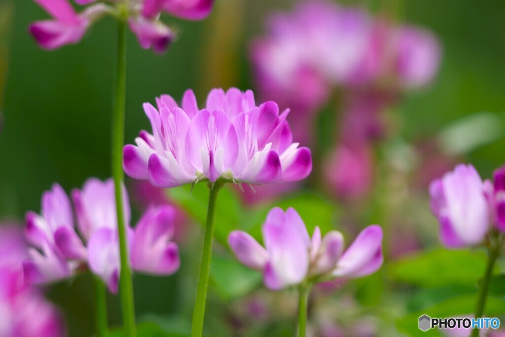 蓮華草