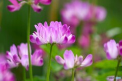 蓮華草