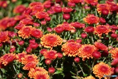 花札の菊