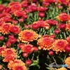 花札の菊