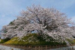 公園の桜