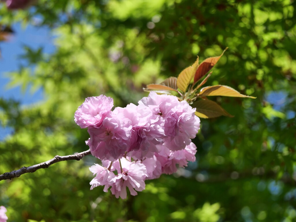 八重桜