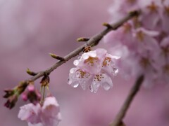 雨上がりの桜