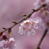 雨上がりの桜