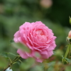 雨の日の花たち