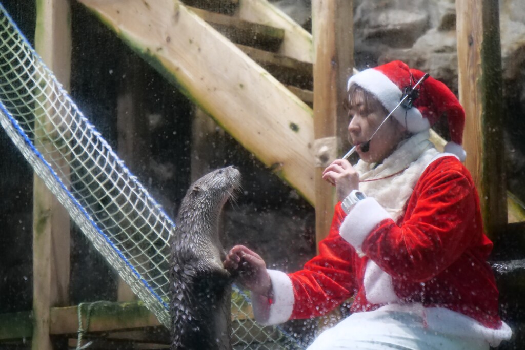 カワウソ君とサンタさん