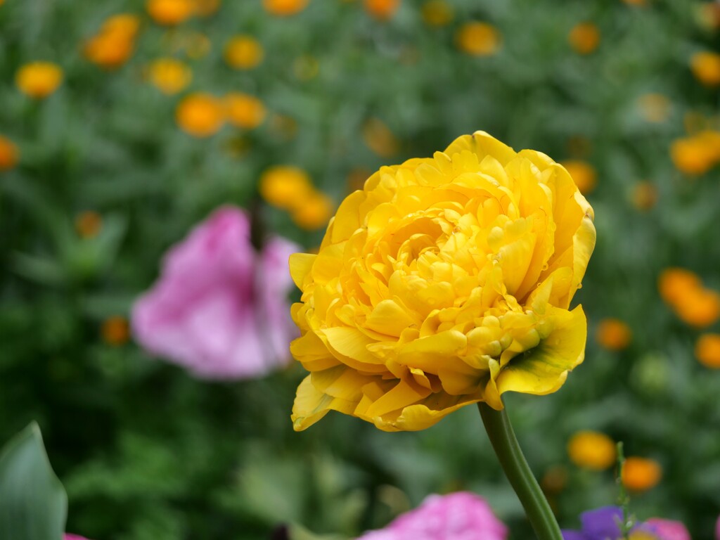 黄色い花
