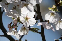 桜色舞うころ　3/4　　