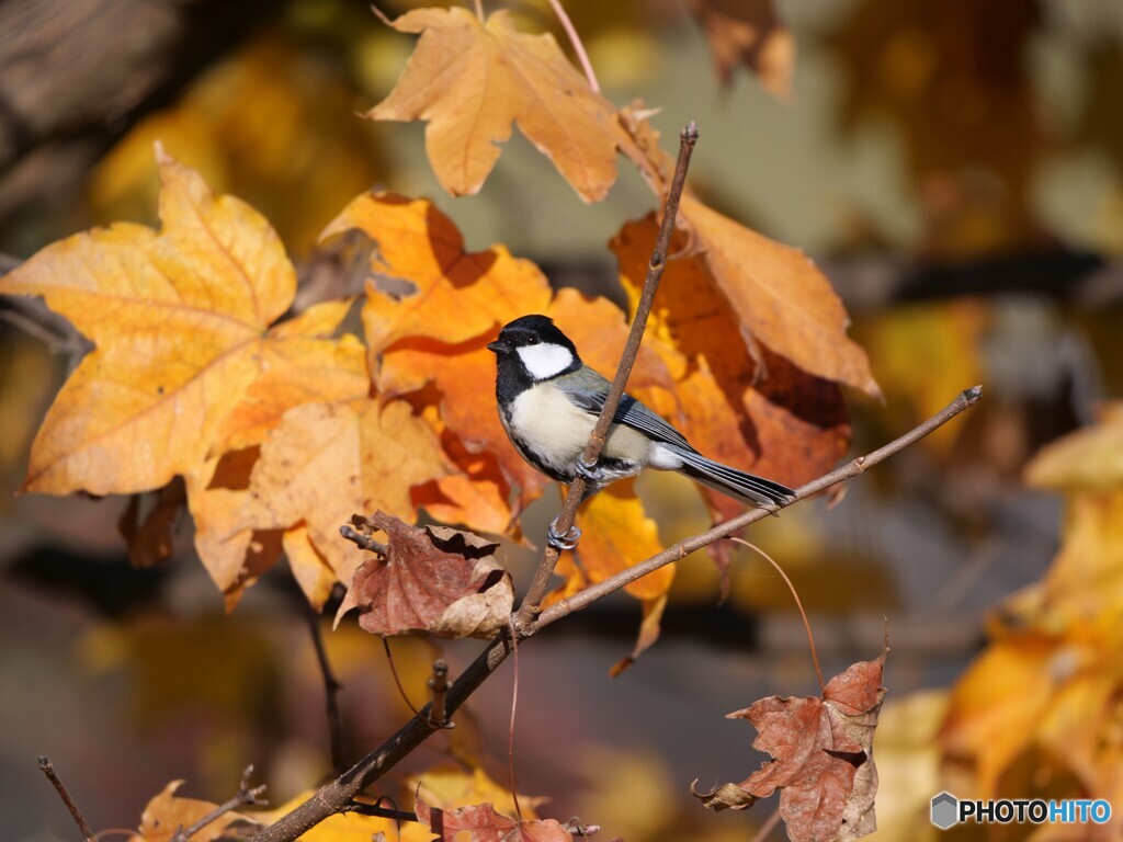 凛々しい四十雀