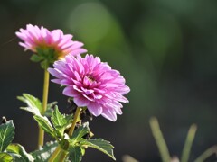 朝散歩にて 12
