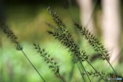 生き生きとしています