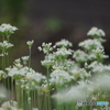 朝散歩にて 36