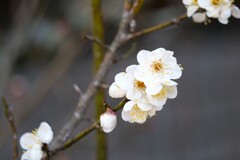 春告草