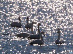 きらめきの中に