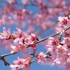 桜咲く