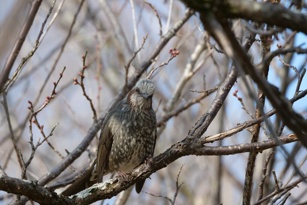 公園の鳥たち 4