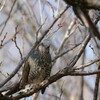 公園の鳥たち 4