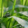 朝の目覚め