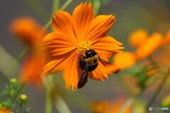 夏の熊蜂