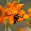 夏の熊蜂